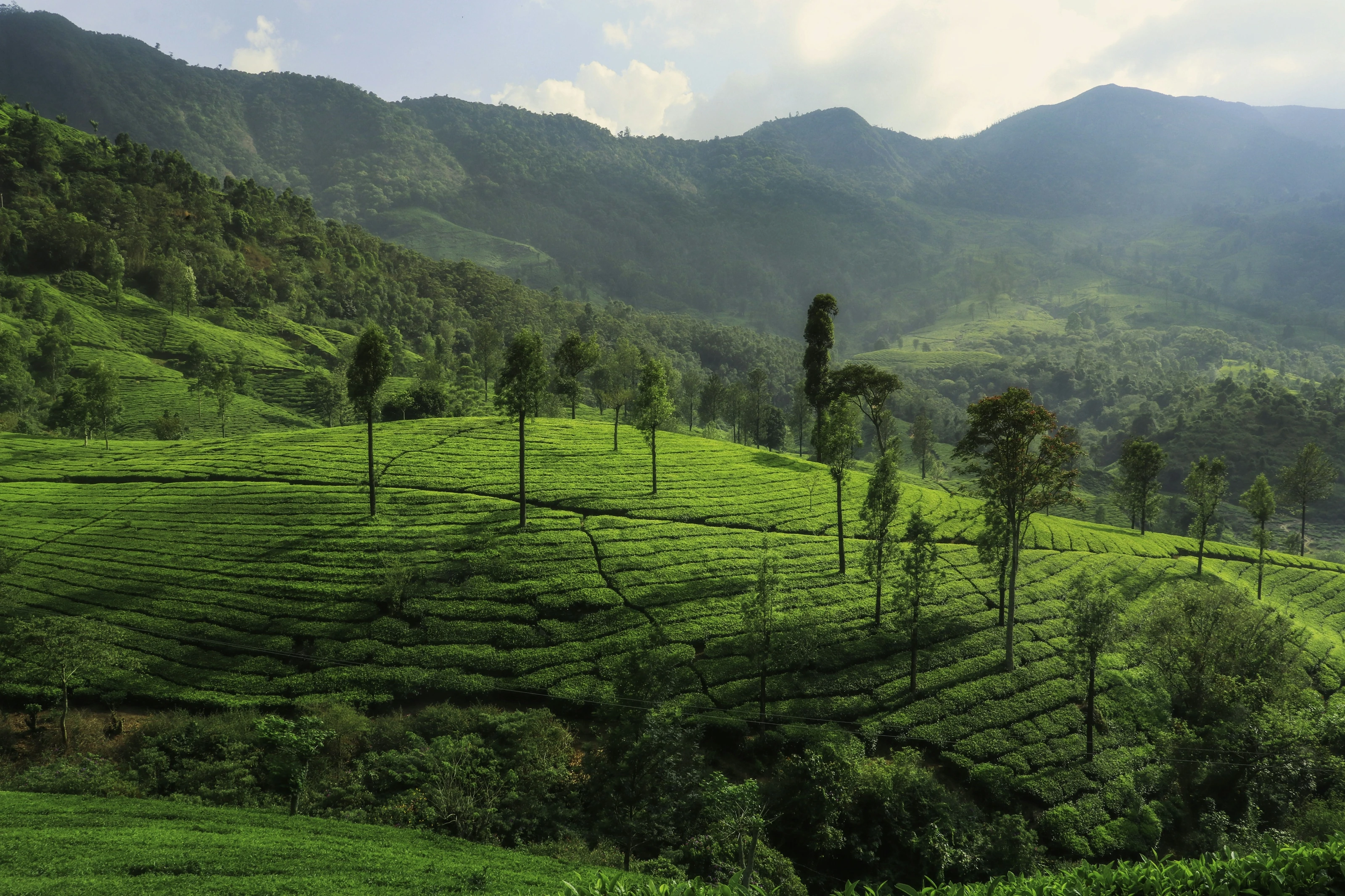 KERALA — TEA COUNTRY